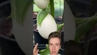 Ученый скрестил яйцо и арбуз