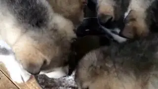 Время обеда для малышей маламутов