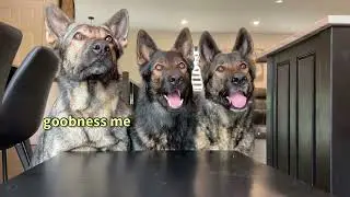 Spy Cam: Will My Dogs Steal Steak?