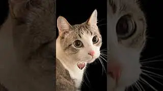 #мем #крутойролик #amazing #cat #arab