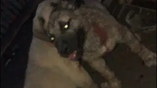 KANGAL DÖVÜŞÜ 2 KARDEŞ