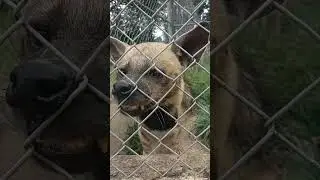Hyena wants yummy human. Kumasi zoo Ghana