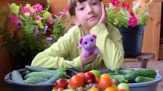 Любимые 10 соток в августе/Собираем урожай #дачники#огородники#дача#садогороддача#сад#готовимнадаче