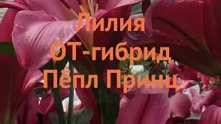 Лилия от-гибрид Пёпл Принц (purple prince) 🌿 обзор: как сажать, луковицы лилии Пёпл Принц