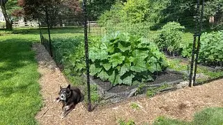 Critterfence Installation & Review