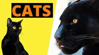 International Cat Day | How Wild is Your House Cat?