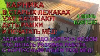 КАРНИКА УЖЕ ДУЕТ РАМКИ ЕСТЬ ПЕЧАТКА 4 день взяток ЗАЛИЛИ ГНЕЗДО КОРПУСА 14р МЁДОМ ЧТО ДЕЛАТЬ ✅🍯🐝