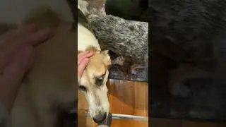 Встреча отца 😍 