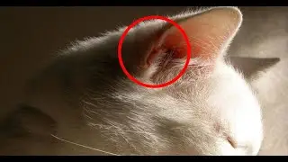 Почему у кошек двойное ухо? 