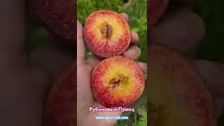 Рубиновый Принц - Агро Сад 2024