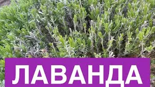 Лаванда🌸Май🌸Эксперименты с размножением🌸Мой опыт