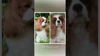 📞+7 (917) 255-00-25 Продаются щенки Питомник "ГРИНДОЛ" 🐶 Кавалер Кинг Чарльз спаниель. Доставка есть