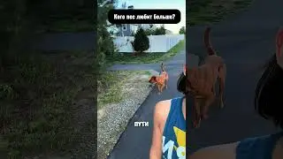 Собачья любовь, она такая... Неожиданный выбор питомца удивил всех!