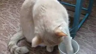 Кошка, которая всегда ест!!!