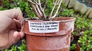 Обзор  сортов гортензии крупнолистной полученной из Европы в феврале