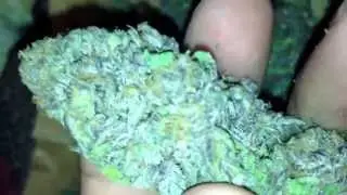 hydro lavender (Super Skunk x Big Skunk Korean x Afghani Hawaiian)