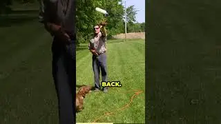 Fun Casts with Three Bumpers - Dog Training Yard Drill