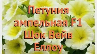 Петуния ампельная Шок Вейв Еллоу 🌿 обзор: как сажать, семена петунии Шок Вейв Еллоу