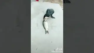 Жадная птица