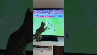 Cat watches FIFA World Cup 2022 #shorts