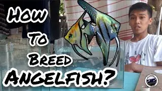 How to Breed Angelfish | Successful Breeding Tips  and Guidelines