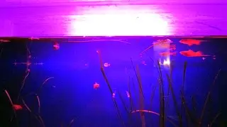 Светодиодная лампа для аквариумных растений
