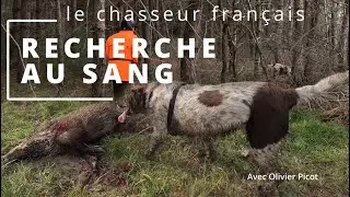 RECHERCHE AU SANG SUR SANGLIER