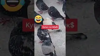 Им палец в рот не клади 