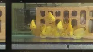 Трехгибридные жёлтые попугаи