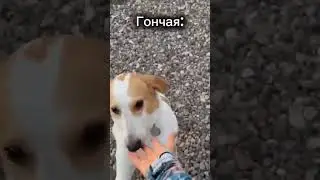 Собачий летний лагерь 🐕 #лагерь #camp #собаки #отдых #грусть #юмор #memes #топ