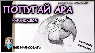 Как нарисовать попугая Ара карандашом. Рисую голову поэтапно
