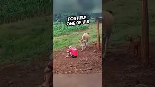 Animals saw their owner sad and did this 🥹💕 