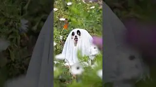 Ghost Photoshoot Trend With My Pomeranian 👻 