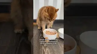 #cats