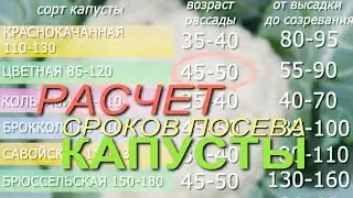 Когда высеваем КАПУСТУ на рассаду?! Советы от ЗЕЛЕНОГО ОГОРОДА!