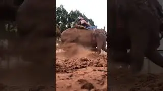Horse hard training horse horse amazing skills girl hard training horse riding status