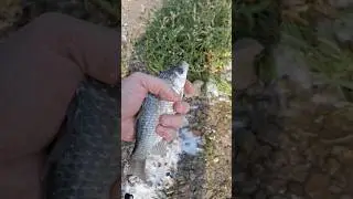 29.08.24 Ловля карась руками на макушатник р. Самара  🐬🐬🐬