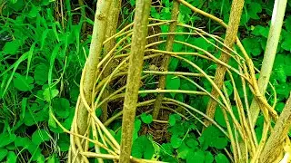 How to make a house for a cat in the forest