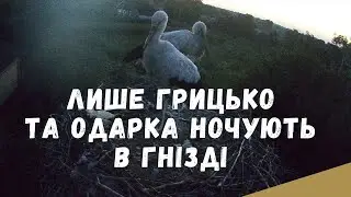 Лише Грицько та Одарка ночують в гнізді