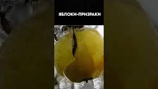 What are ghost apples?