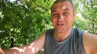 Акация 2023 как выделяет нектар? Убрал магазины, поставил корпуса на 300!