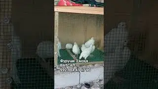 Фуруши Марҳамат кнен
