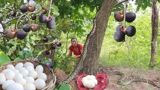 Found a biggest snake and Pick wild mangosteen for food of survival, Egg curry with frog for dinner