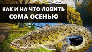 ГДЕ КАК И НА ЧТО ЛОВИТЬ СОМА ОСЕНЬЮ