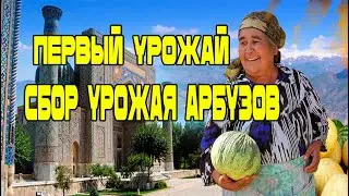 Класс! Первый урожай! Сбор урожая арбузов! Новости Узбекистана сегодня!