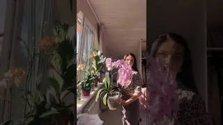 ВЗРЫВНОЕ ЦВЕТЕНИЕ ОРХИДЕЙ  И МНОЖЕСТВО БУТОНОВ И ЦВЕТОНОСОВ!