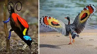 Самые яркие и красивые птицы, которых вы никогда не видели!