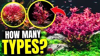 Here Are the 10 BEST Red Aquarium Plants...