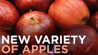 Cosmic Crisp apple to debut as new variety this December