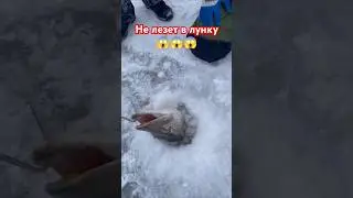 Попалась огромная щука!!! Не лезет в лунку😱!!! 